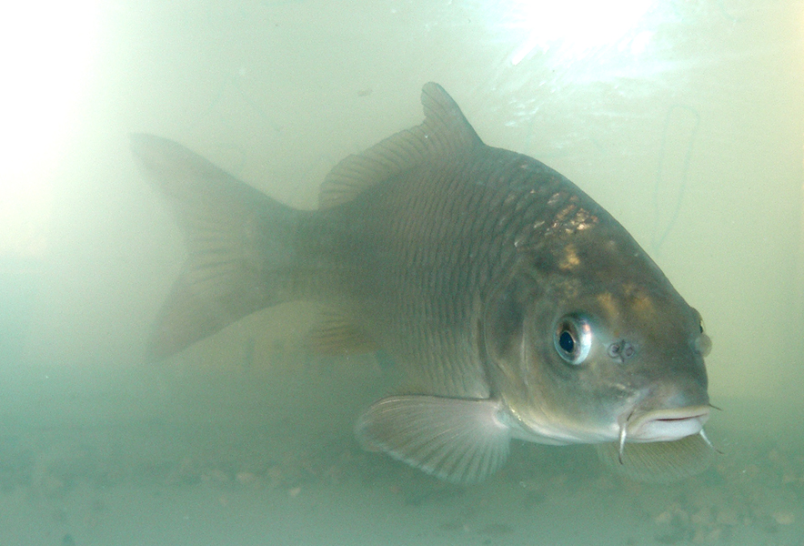 関東地方の河川で採集できる【淡水魚】20選　それぞれの特徴や飼育のポイントも解説