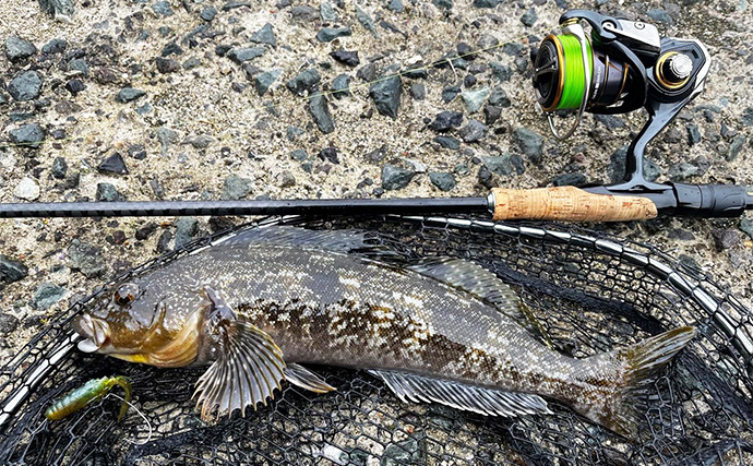 北海道ロックフィッシュゲームで40cmアイナメと対面成功【噴火湾】ゲストに良型トウベツカジカも