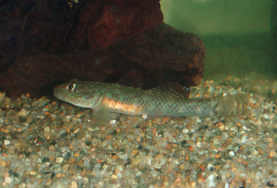 関東地方の河川で採集できる【淡水魚】20選　それぞれの特徴や飼育のポイントも解説