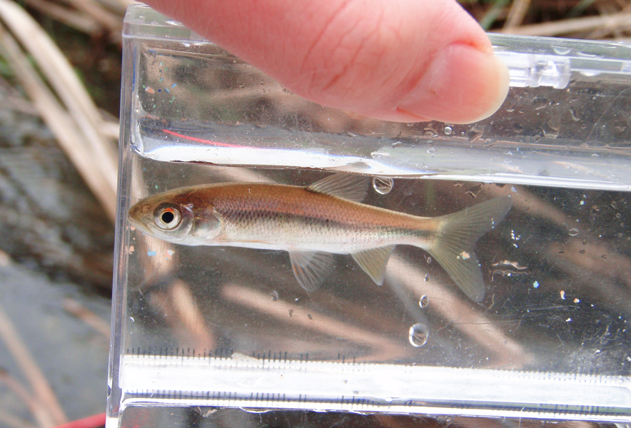 関東地方の河川で採集できる【淡水魚】20選　それぞれの特徴や飼育のポイントも解説