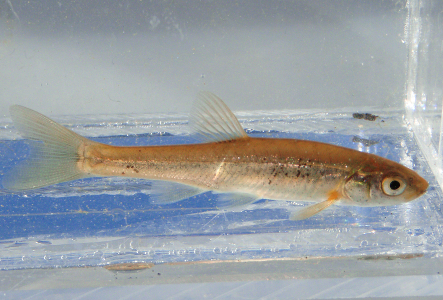 関東地方の河川で採集できる【淡水魚】20選　それぞれの特徴や飼育のポイントも解説