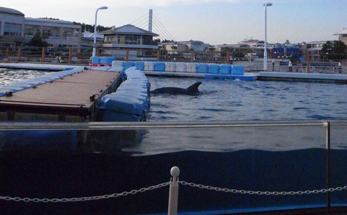 「ゲームと水族館がコラボ！」八景島シーパラダイスで『どうぶつの森』の世界を楽しむ