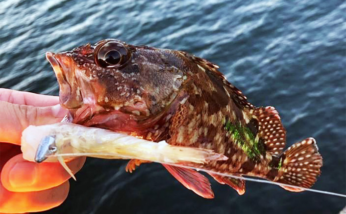 【釣り中の思わぬ事故】オニカサゴに刺された時のコト　応急処置の方法も紹介