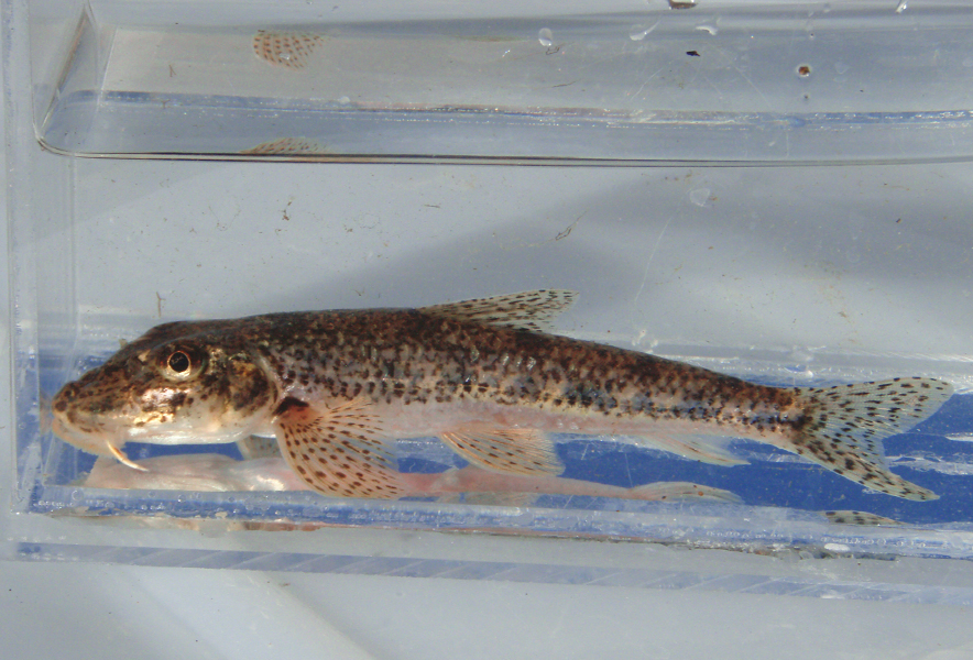 関東地方の河川で採集できる【淡水魚】20選　それぞれの特徴や飼育のポイントも解説