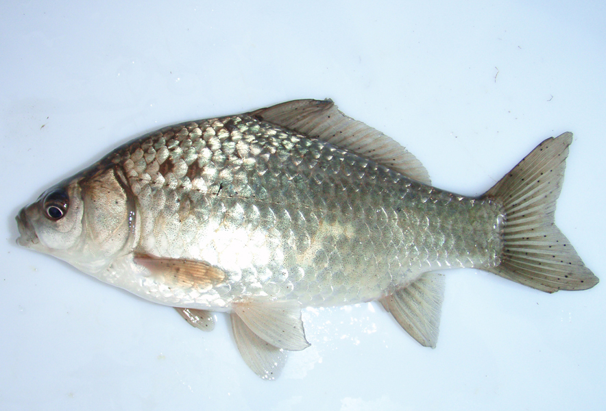 関東地方の河川で採集できる【淡水魚】20選　それぞれの特徴や飼育のポイントも解説