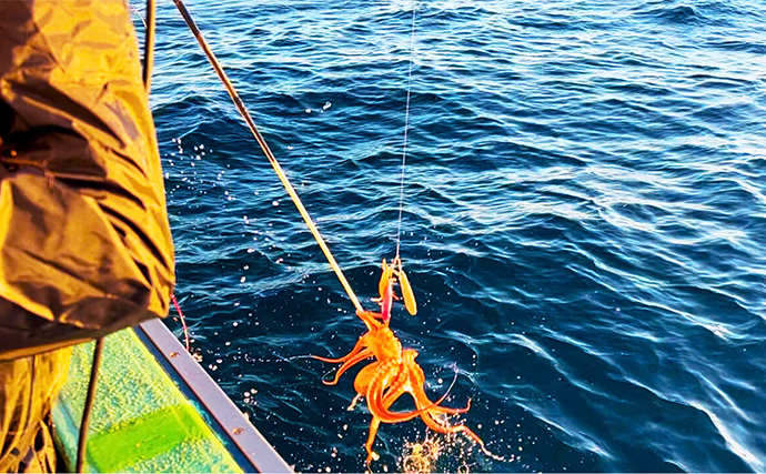 那珂湊沖エギタコ釣りで1kg超頭にマダコ6杯【茨城・仙昇丸】鶏皮チューンや黒塗りエギがアタリ？