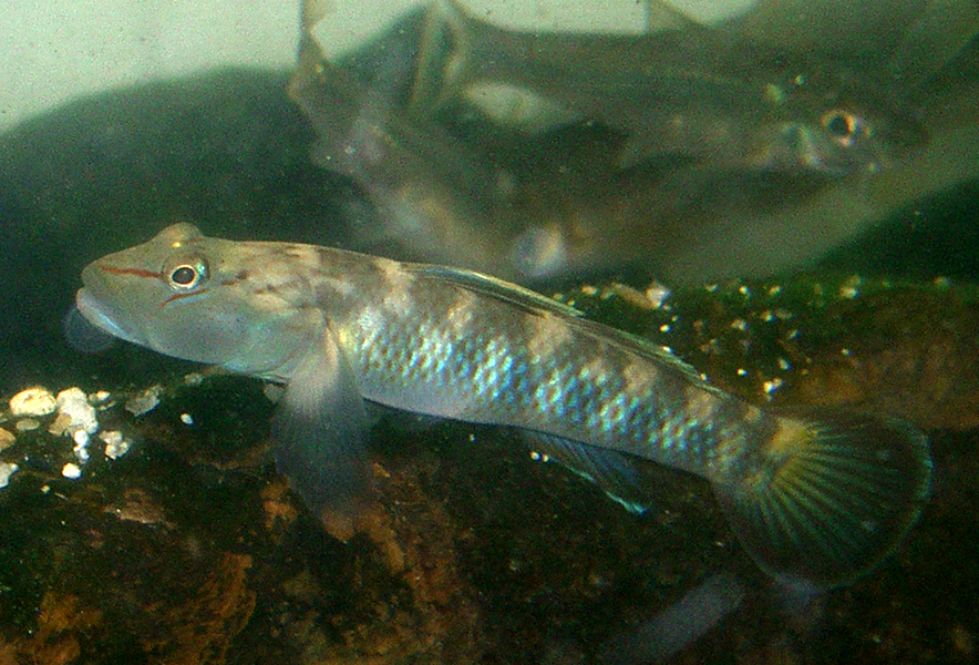 関東地方の河川で採集できる【淡水魚】20選　それぞれの特徴や飼育のポイントも解説