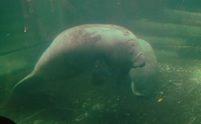 ユニークな魅力がたくさんの『新屋島水族館』にいる「銭形」と「世直し侍」とは？