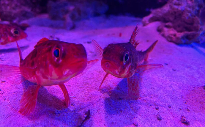 「ゲームと水族館がコラボ！」八景島シーパラダイスで『どうぶつの森』の世界を楽しむ