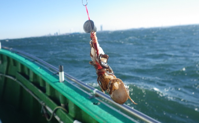 「ラッキョウでタコを釣る？」東京湾イイダコ釣りで本命キャッチに成功（千葉・みや川丸）