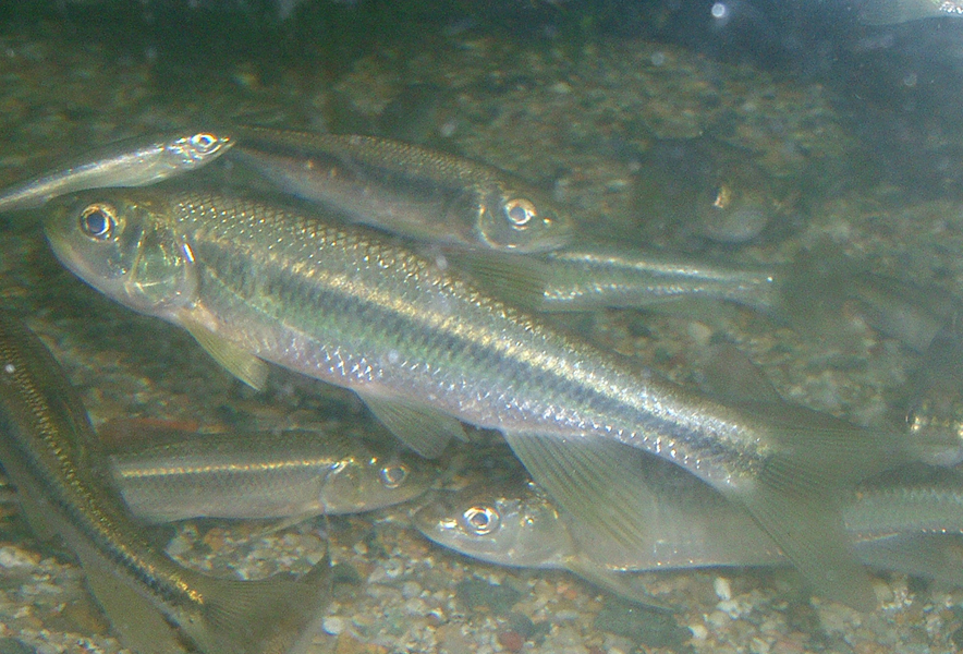 関東地方の河川で採集できる【淡水魚】20選　それぞれの特徴や飼育のポイントも解説