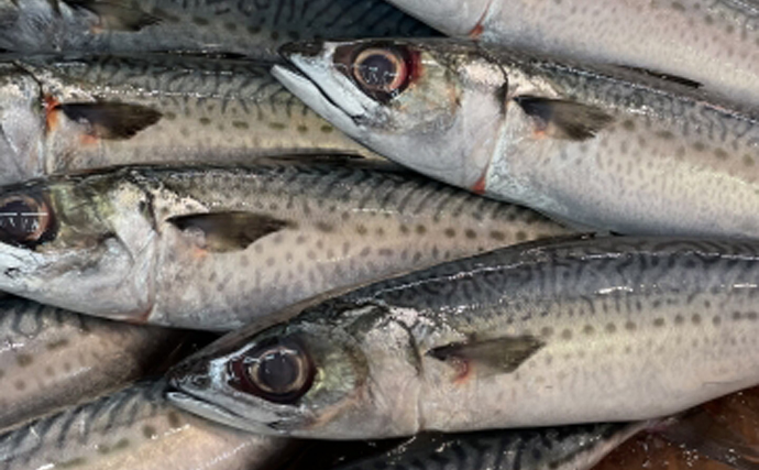 地球温暖化の影響で【アニサキス界にも変化到来！】サバ生食文化衰退の危機か