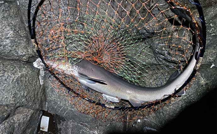 「日本一クエの魚影が濃い？」男女群島での磯釣りで6.5kg頭に本命クエ2尾キャッチ【長崎】