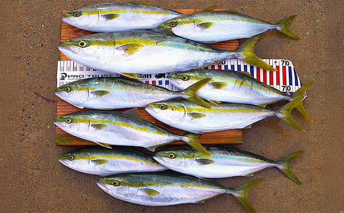 シーズン終盤の「明石沖ボートジギング」釣行でメジロ交じりでハマチが