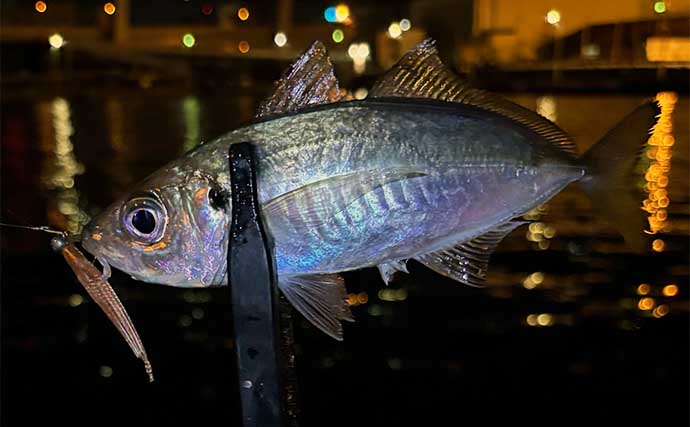 海水温14度の冬の海でライトゲームに挑戦【大阪】アジはヒットもメバルは不発