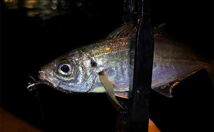 海水温14度の冬の海でライトゲームに挑戦【大阪】アジはヒットもメバルは不発