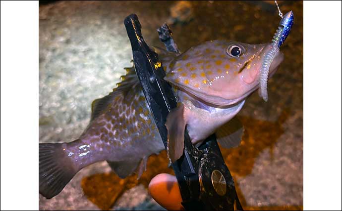 海水温14度の冬の海でライトゲームに挑戦【大阪】アジはヒットもメバルは不発