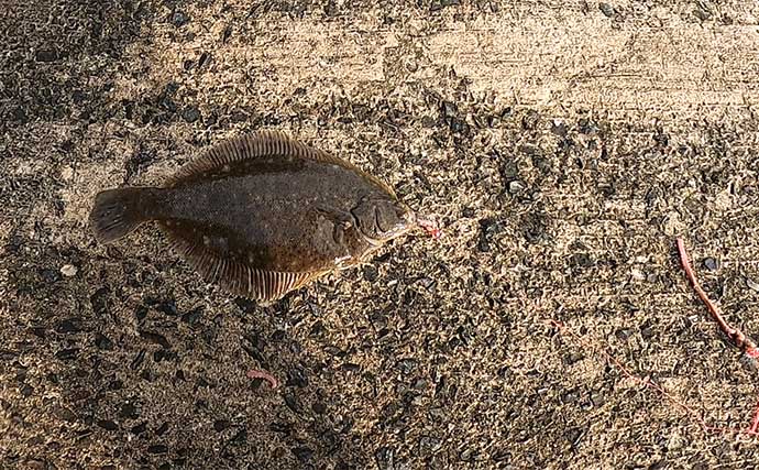 岸和田一文字の名物「冬カレイ」釣りが開幕【大阪】本命マコガレイと対面成功！