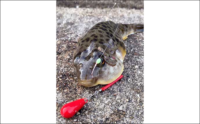 岸和田一文字の名物「冬カレイ」釣りが開幕【大阪】本命マコガレイと対面成功！