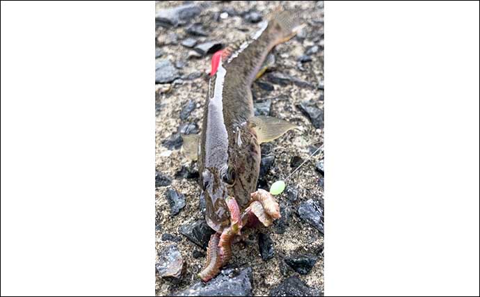 岸和田一文字の名物「冬カレイ」釣りが開幕【大阪】本命マコガレイと対面成功！