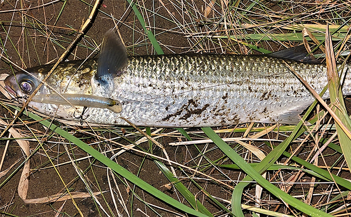 ルアーシーバス釣りの最中にヒットする【ゲスト生物】4選　正体不明はクラゲ？