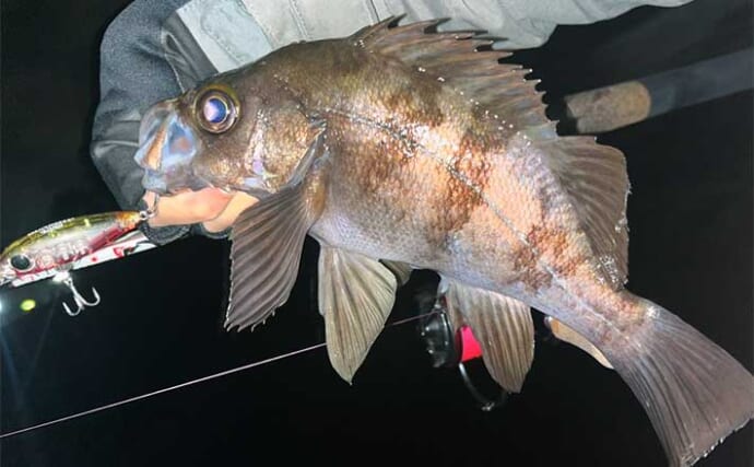 夜磯でのメバリング釣行でメバル2尾手中【福岡】リアクション狙いのミノー早巻きにヒット