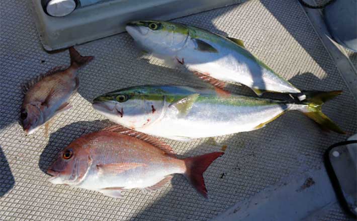 伊勢湾オフショアジギングでワラサ複数安打【愛知】タイラバではマダイ