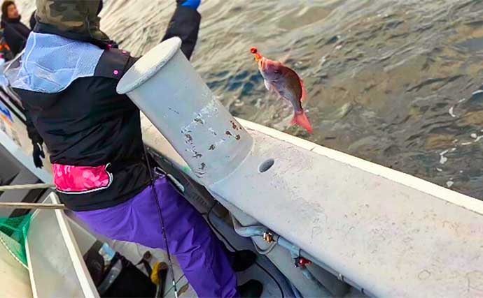 新潟沖の冬のタイラバ釣行でマダイ爆釣！【光海丸】早上がりも2人で15尾キャッチ