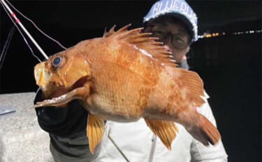 陸っぱりライトルアー遠征釣行でアジにメバルが連発！【大分】魚影の濃さを…