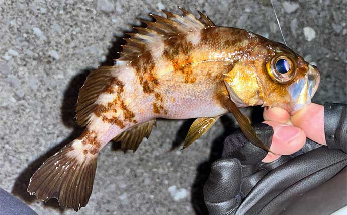 陸っぱりライトルアー遠征釣行でアジにメバルが連発！【大分】魚影の濃さを実感