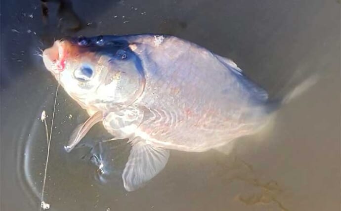 管理池でのヘラブナ釣りで親子釣行を満喫【千葉・野田幸手園】40cm超えを含み15枚手中