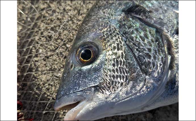 南房での堤防フカセ釣りで45cm筆頭にクロダイ10尾と好釣果【千葉・館山】