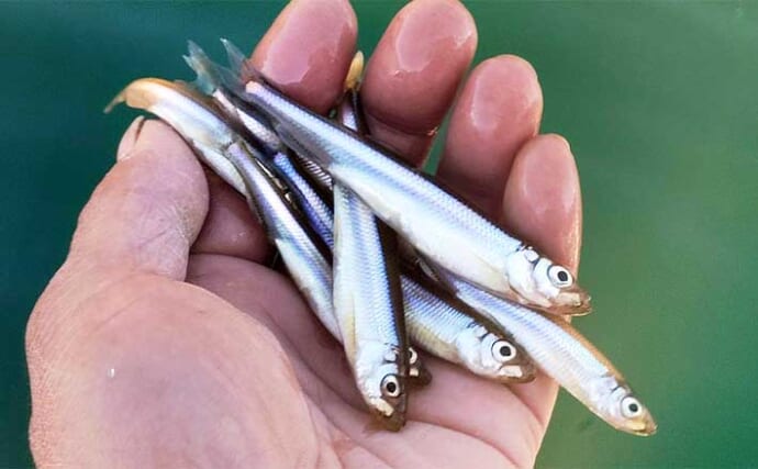 「デカサギ」で有名な西湖でのボートワカサギ釣りで186尾【山梨】当歳魚サイズが中心