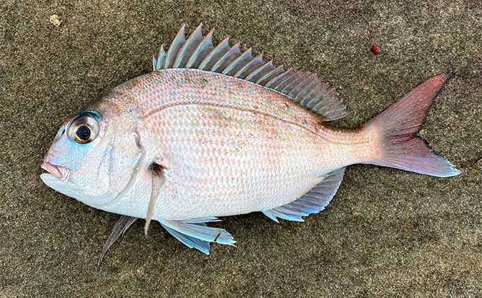 沖磯でのフカセ釣りで尾長グロにマダイにクロダイを好捕【長崎・秀吉丸】