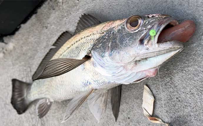 高級美味魚狙いのリレー船が絶好調！【和歌山・MCL】シロアマダイ・寒ブリ・クログチをキャッチ