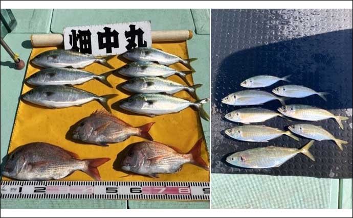 関西エリアの【船釣り特選釣果】鬼アジ狙いで47cm筆頭に大型マアジが続々顔出し！