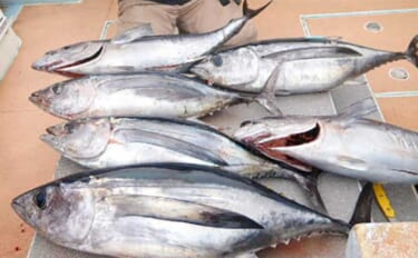 【沖のルアー釣果まとめ】トンボジギング船でビンチョウマグロが船中29匹！（愛知）