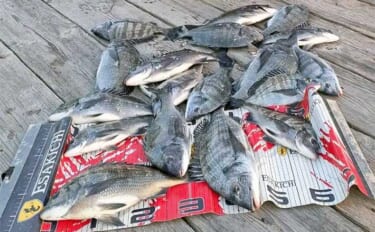 【かかり釣り釣果速報】ダンゴ釣りでクロダイ18匹と数釣りチャンス到来！…