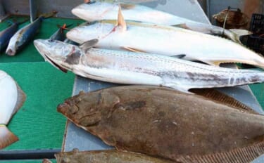 【福岡の船釣り釣果速報】玄界灘の落とし込み釣りで座布団サイズのヒラメに…