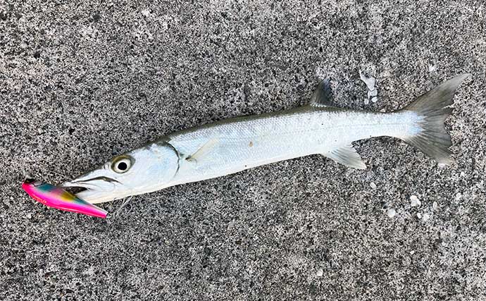 【真冬に南国遠征釣行のススメ】沖縄県伊是名島なら巨大アオリイカにカンパチも狙える！