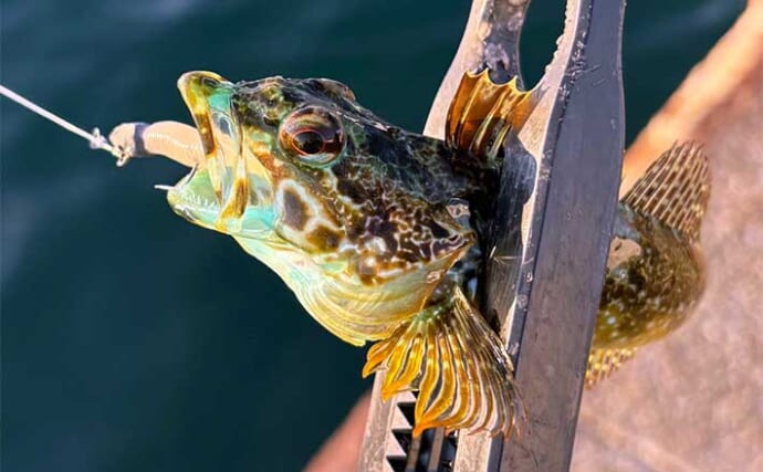 「なんで冬は魚が釣りづらいの？」低水温期にサカナの活性が下がる理由を知ろう