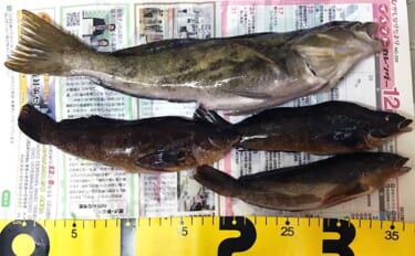 真冬の穴釣りゲスト代表格『クジメ』ってどんな魚？　煮付けで食べると美味…