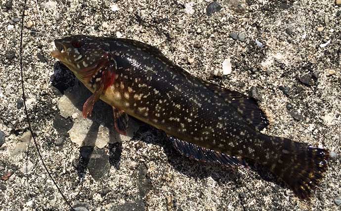 真冬の穴釣りゲスト代表格『クジメ』ってどんな魚？　煮付けで食べると美味な白身魚