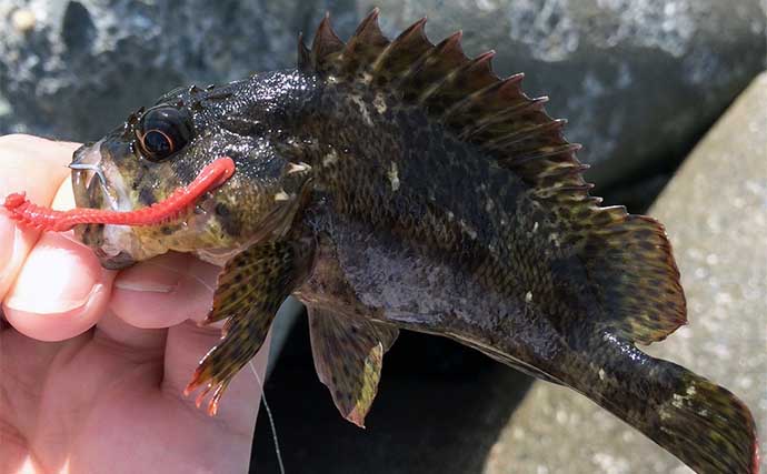 真冬の穴釣りゲスト代表格『クジメ』ってどんな魚？　煮付けで食べると美味な白身魚