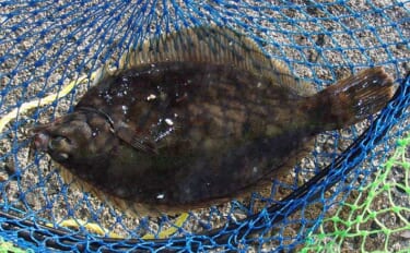 堤防投げ釣りでマコガレイ26cm捕獲【大阪・岸和田沖一文字】周囲では3…