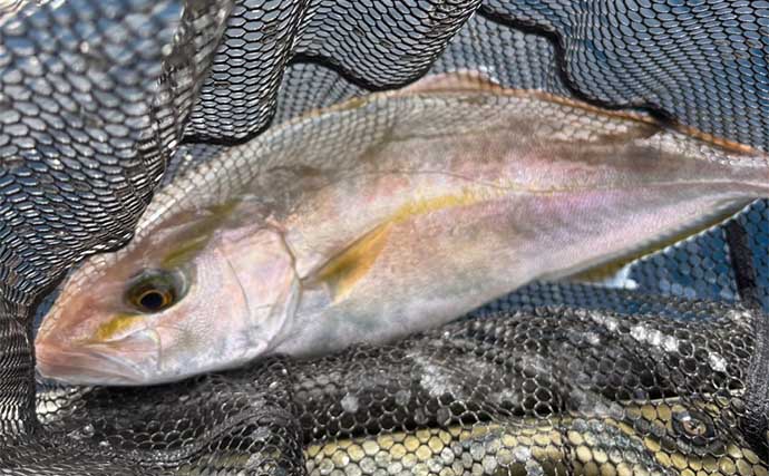 西伊豆カヤックフィッシングで60cm級頭にカンパチ連発【静岡】ライトジギングで手中