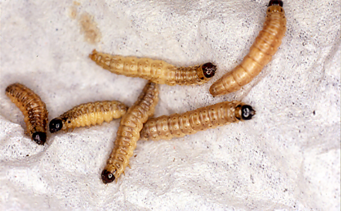 【渓流釣りのおすすめエサ17選】 定番のイクラから変わり種の代用エサまでまとめて紹介