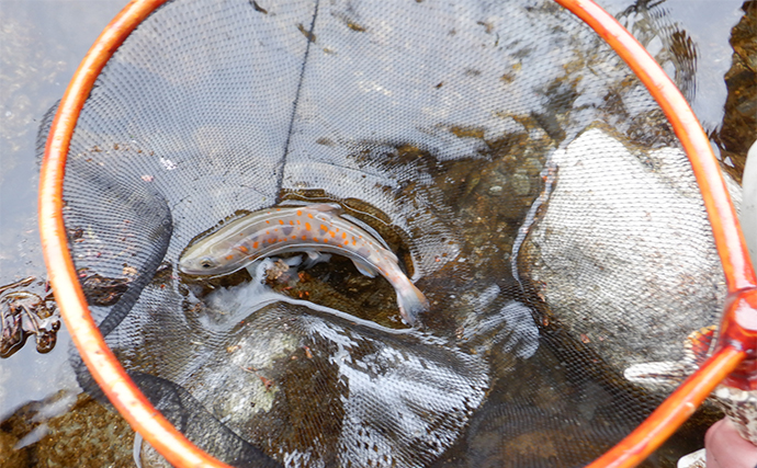 【渓流釣りのおすすめエサ17選】 定番のイクラから変わり種の代用エサまでまとめて紹介