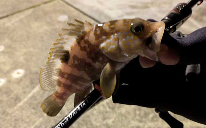 冬のライトゲームで多彩魚種と対面【京都府】メバルにアジにアコウにガシラがヒット