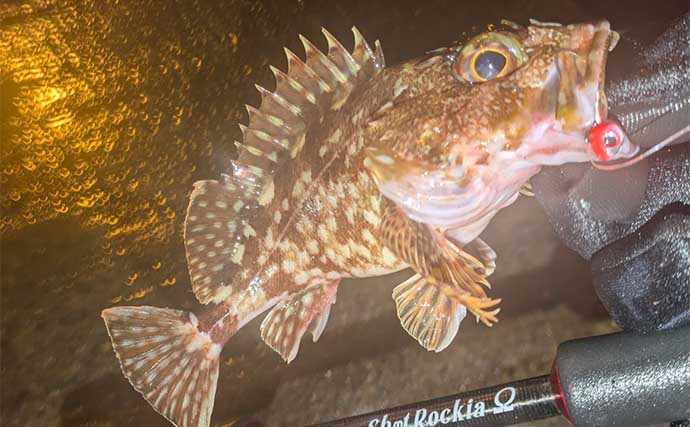 冬のライトゲームで多彩魚種と対面【京都府】メバルにアジにアコウにガシラがヒット